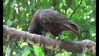 Kaka preening  Nestor meridionalis [upl. by Now750]