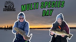 Yellowknife Early Ice Fishing  Multi Species [upl. by Jardena]