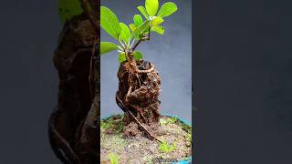 Benghalensis  Banyan Tree zhaneversBonsai [upl. by Koblas]