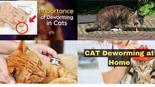 Cat Deworming😺How to deworm Cat at Home 🦠causes amp symtoms [upl. by Jessamine]