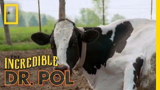 How Now Bloated Cow  The Incredible Dr Pol [upl. by Eliza26]