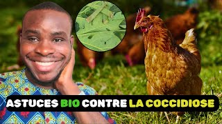 ASTUCES SECRETES BIO CONTRE LA COCCIDIOSE [upl. by Sacram]