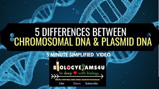 5 Differences between Chromosomal DNA and Plasmid DNA [upl. by Enelez]