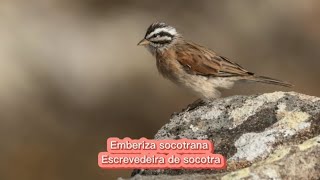 A Escrevedeira de socotra  Emberiza socotrana [upl. by Blanche926]