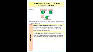 How to answer a 4 mark GCSE Biology Question on The Role of Enzymes in the Small Intestines Question [upl. by Necyrb]