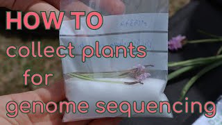 How to collect plants for genome sequencing [upl. by Emilee]