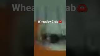 Wheatley crab [upl. by Hazeefah]