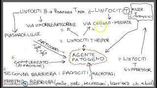 sistema immunitario  schema [upl. by Teplitz]