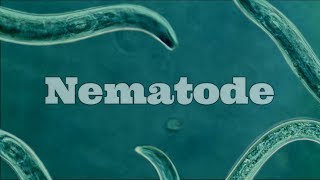 What Are Nematodes Nematode Under A Microscope [upl. by Kaia37]