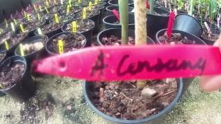 Arisaema consanguineum at Big Plant Nursery in West Sussex UK [upl. by Peltier]