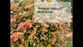 Ninebark Amber Jubilee Physocarpus opulifolius ‘Jefam’ [upl. by Asil]