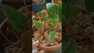 How to Perfectly Propagate Anthurium Plant 💚✨shorts garden plants [upl. by Negeam]