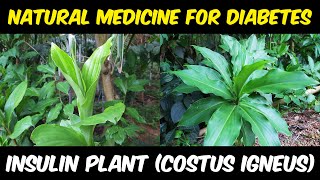 Insulin Plant Costus igneus  Best Natural Medicine For Diabetes [upl. by Ydollem]