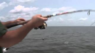 Tripletail out of Pass Christian Mississippi The Fishermans Guide with Captain Ronnie Daniels [upl. by Eannej]