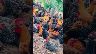 Luahua Chicken Breed Exposed  The Hidden Secrets to Earning Thousands chickenlife birds [upl. by Bellanca]