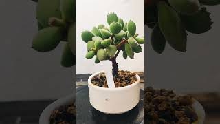 Cotyledon Tomentosa cactus bonsai crassula suculentas [upl. by Anoj]