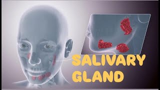 Salivary gland structure saliva function digestion m kya role salivary gland ka [upl. by Mackie]