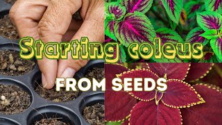 How To Grow Coleus From Seed Indoors Easy Stepbystep Guide 🍃🌼 Sowing Coleus Seeds [upl. by Eetnuahs]