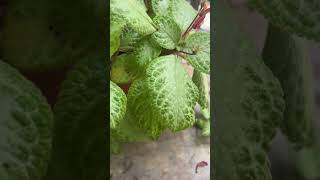 Plant Foliage Colour Blend plants mychannel [upl. by Eatnoed]