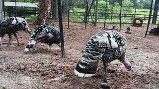 Beautiful Narragansett Turkeys heritageturkeys [upl. by Aralc]