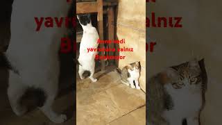 Anne kedi yavrusu nu koruyor cat keşvet kedi shortvideo [upl. by Thomasina]