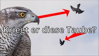 Habicht vs Taube  Raubvogel Angriff [upl. by Raven]