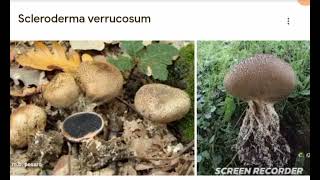 Scleroderma verrocosum [upl. by Ylrebmyk]