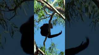 Gibbon Monkey Calling Sounds Northern WhiteCheeked Gibbon Sound Nomascus Leucogenys Sounds [upl. by Myo523]