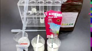 Identifying Milk with Lactase and Glucose Strips [upl. by Airitac643]