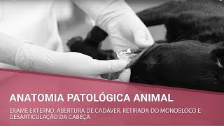 Anatomia Patológica Animal  Parte 1 [upl. by Lukash]