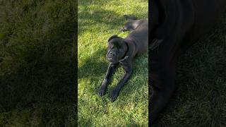 Why get a Cane Corso puppy all riled up To teach her to stop on command canecorso 👍💪❤️❤️ [upl. by Ecidnak459]