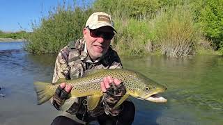 Lowland River Fly fishing New Zealand [upl. by Adi]