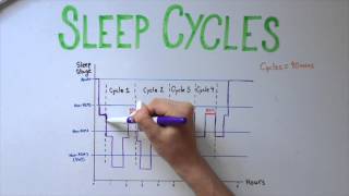 Sleep 5 Types of Sleep and Sleep Cycles [upl. by Tacklind]