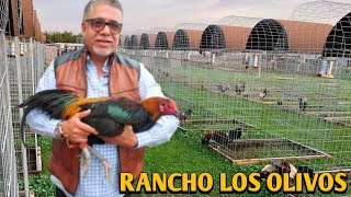 Hatch Giros Yellow leg hatch  RANCHO LOS OLIVOS [upl. by Zeuqirdor637]