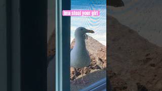 This seagull tried to swoop in on my date with a mermaid named lizzieallyn travel vacation [upl. by Isej]