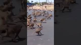 5 MILLION BABOONS ATTACK VILLAGE shorts [upl. by Keeler]