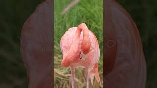 Flamingos Phoenicopteridae birdsinging birds nature [upl. by Docila683]