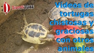 Vídeos de tortugas chistosas y graciosas con otros animales [upl. by Stilla]