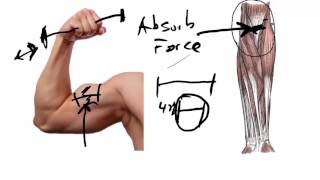 Bicep Tendon Rupture  The Most Important Thing To Know [upl. by Herminia]