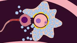 Fertilization  Quick Review by Dr Amna [upl. by Llenreb]