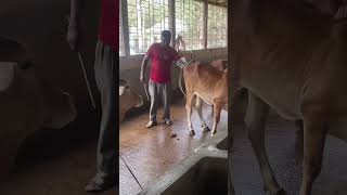 Sahiwal 💯 doya holo amar ai goruk cow [upl. by Anerev]