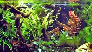 Swordtails in an aquascaping tank [upl. by Leboff]