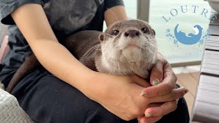 Otter Looking Too Cute Relaxing At The End Of The Trip [upl. by Niarbo265]