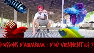 POISSONS DAQUARIUM  DOÙ VIENNENT ILS   VLOG THAILANDE  TOOPET [upl. by Cinderella362]