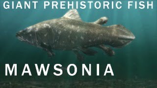 Mawsonia The Giant Fish That Lived With The Dinosaurs [upl. by Giamo]