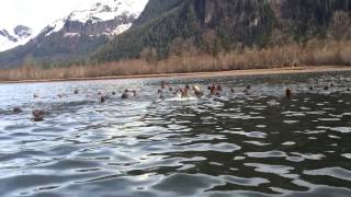 Skeena River  Eulachon run  Sea lion [upl. by Ardekahs934]