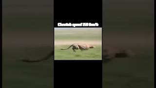 cheetah vs peregrine falcon speed fight trending cheetah peregrinefalcon speed viral animals [upl. by Rydder]