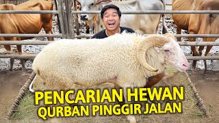 PENCARIAN HEWAN QURBAN DIMULAI AKU MENEMUKAN DOMBA DAN SAPI RAKSASA DIPINGGIR JALAN [upl. by Thebazile]