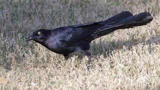 Greattailed Grackle Video Call and Pictures [upl. by Sumaes555]