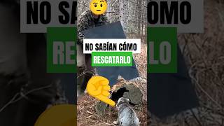 🐈👏 ¡Este RESCATE de un LINCE sorprendió a todos [upl. by Nylime]